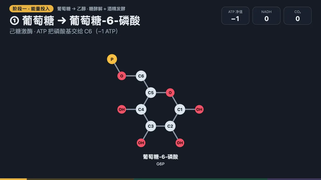 Glucose to ethanol, as an animated SVG af olddonkeyblog